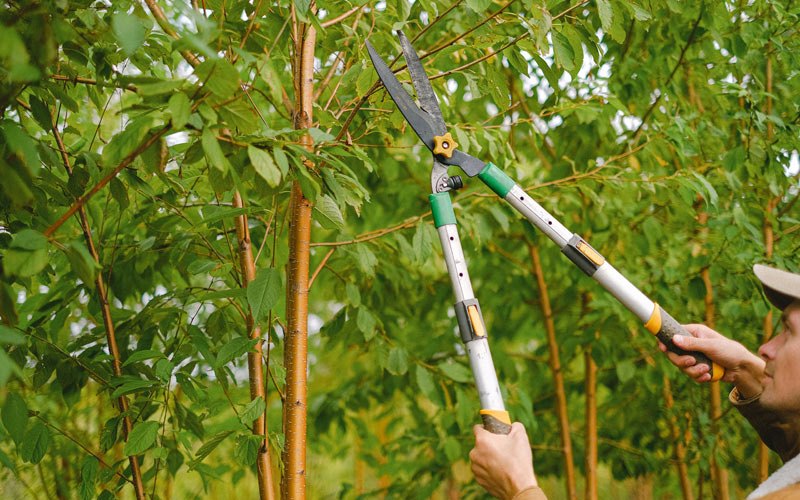Tree trimming in Locke, NY